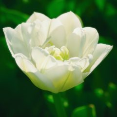 LTO-collega Josien van Riemsdijk overleden