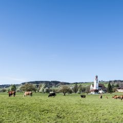Persreis: Zwitserse koeien, kaas en kritische consumenten